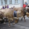 Viehscheid 2012